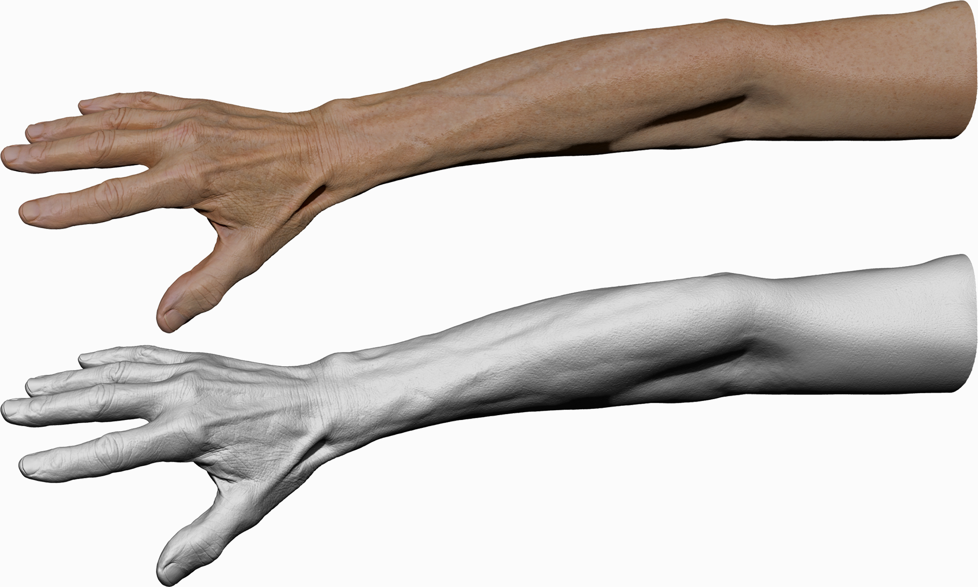 Male textured 3D hand model